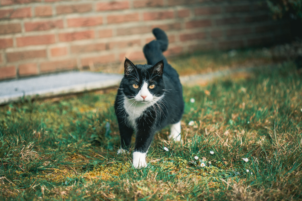 cute-black-cat-staring-camera-grass-front-wall